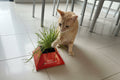Cat interacting with a small potted plant on a tiled floor in a holder