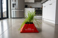 Cat grass holder in the kitchen